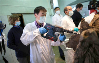 Illustration for article titled Russian scientists: We have a "high chance" of cloning a wooly mammoth
